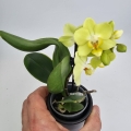 Phalaenopsis Storczyk Sunny