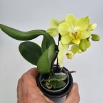 Phalaenopsis Storczyk Sunny