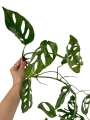 Monstera adansonii Indonesian Marble