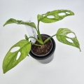 Monstera adansonii Indonesian Marble