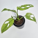 Monstera adansonii Indonesian Marble