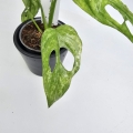 Monstera adansonii Indonesian Marble