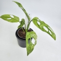 Monstera adansonii Indonesian Marble