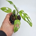Monstera adansonii Indonesian Marble
