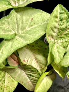 Syngonium Confetti Tricolor