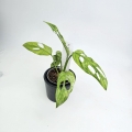 Monstera adansonii Indonesian Marble