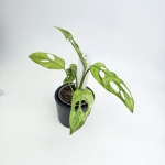 Monstera adansonii Indonesian Marble