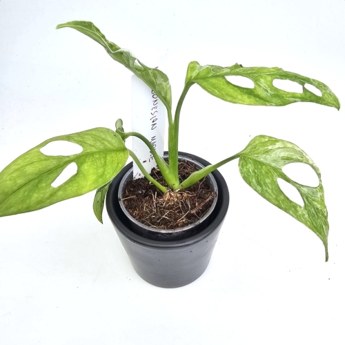 Monstera adansonii Indonesian Marble