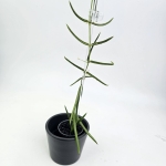 Hoya linearis s