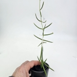 Hoya linearis s