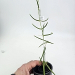 Hoya linearis s