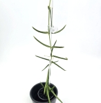 Hoya linearis s