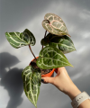 Anthurium Michelle®
