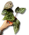 Anthurium Michelle®