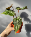 Anthurium Michelle®