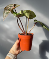 Anthurium Michelle®