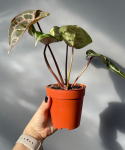 Anthurium Michelle®