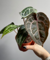 Anthurium Michelle®
