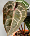 Anthurium Michelle®