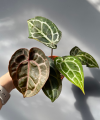 Anthurium Michelle®