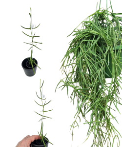 Hoya linearis s