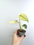Monstera deliciosa mint