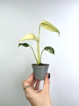 Monstera deliciosa mint