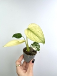 Monstera deliciosa mint