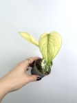 Monstera deliciosa mint