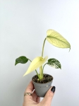 Monstera deliciosa mint