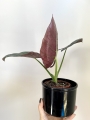 Alocasia Dark Miri