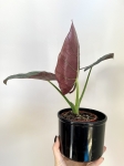 Alocasia Dark Miri