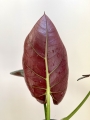 Alocasia Dark Miri