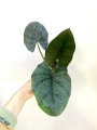 Alocasia Dark Miri