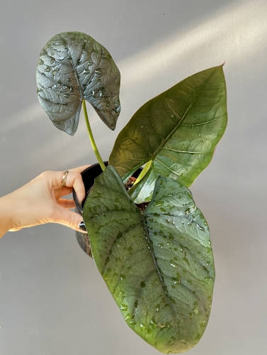 Alocasia Dark Miri