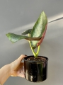 Alocasia Dark Miri