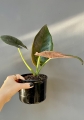 Alocasia Dark Miri