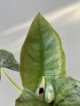 Alocasia Dark Miri