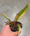 Philodendron Caramel Marble M