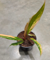 Philodendron Caramel Marble M