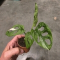 Monstera Adansonii Mint S