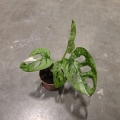 Monstera Adansonii Mint S