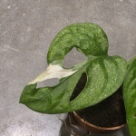 Monstera Adansonii Mint S