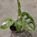 Monstera Adansonii Mint S