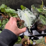 Alocasia Venom