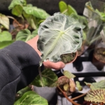 Alocasia Venom