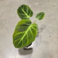 Philodendron luxurians
