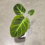 Philodendron luxurians