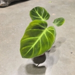 Philodendron luxurians