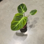 Philodendron luxurians